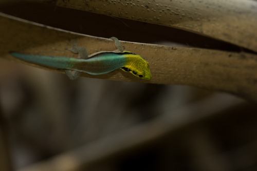 Neon Day Gecko — 6