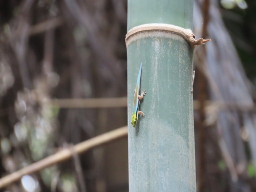 Neon Day Gecko — 7
