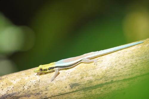 Neon Day Gecko — 8