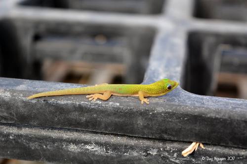 Gold Dust Day Gecko — 5
