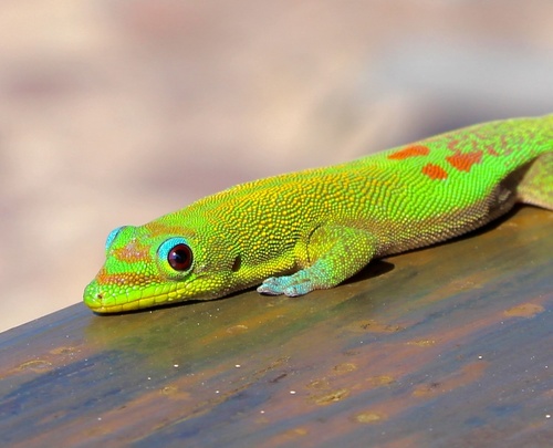 Gold Dust Day Gecko — 7