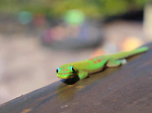Gold Dust Day Gecko — 8