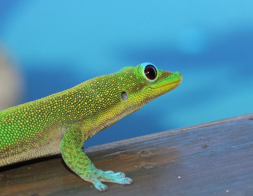 Gold Dust Day Gecko — 9