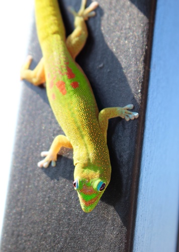 Gold Dust Day Gecko — 10