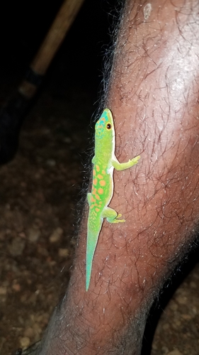 Peacock Day Gecko — 1