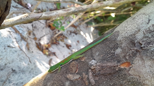 Peacock Day Gecko — 2