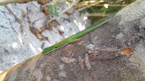 Peacock Day Gecko — 3