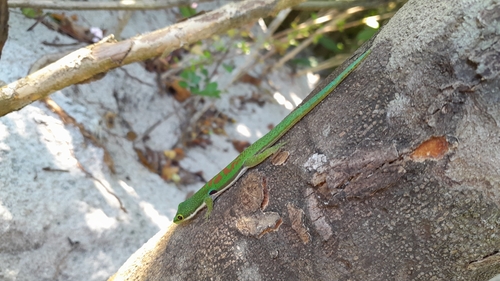 Peacock Day Gecko — 5