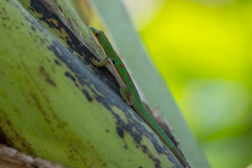 Peacock Day Gecko — 8