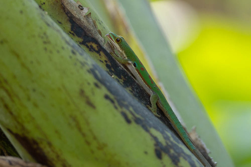 Peacock Day Gecko — 9