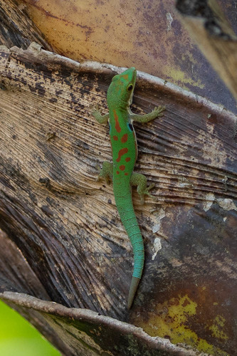 Peacock Day Gecko — 10