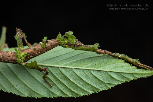 Stag Stick Insect — 2