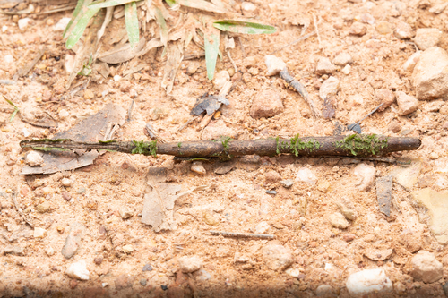 Stag Stick Insect — 5