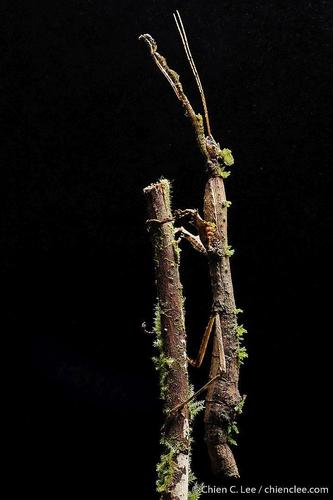 Stag Stick Insect — 6