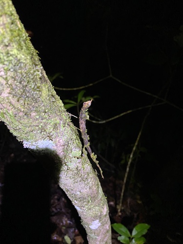 Stag Stick Insect — 9