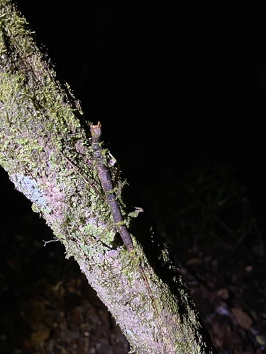 Stag Stick Insect — 10