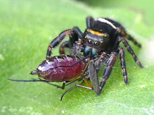 Bold Jumping Spider — 3
