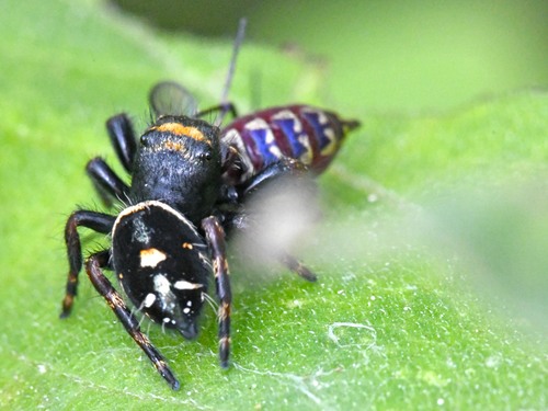 Bold Jumping Spider — 4