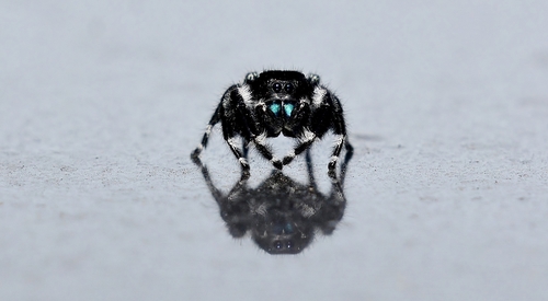 Bold Jumping Spider — 6