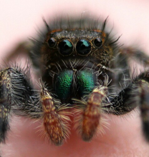 Bold Jumping Spider — 8