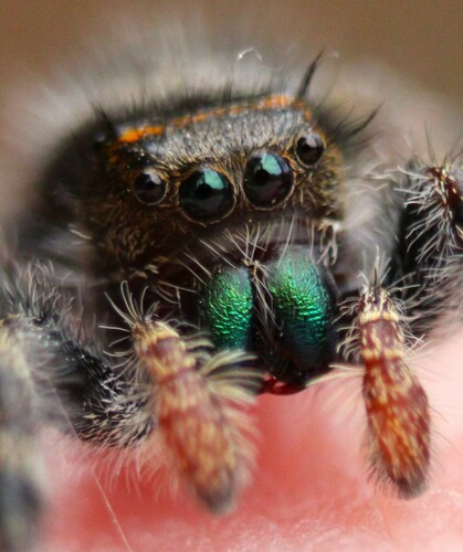 Bold Jumping Spider — 9