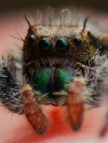 Bold Jumping Spider — 10