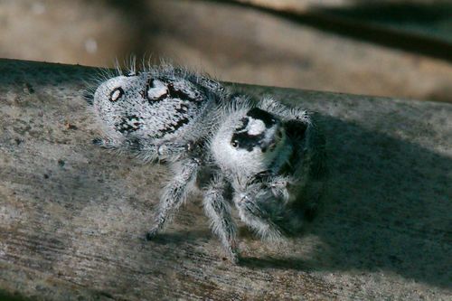 Phidippus regius Everglades — 2