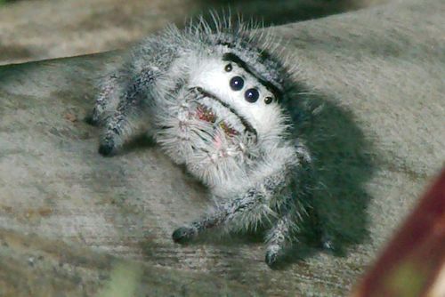 Phidippus regius Everglades — 3