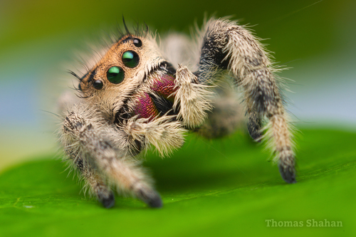 Phidippus regius Everglades — 5