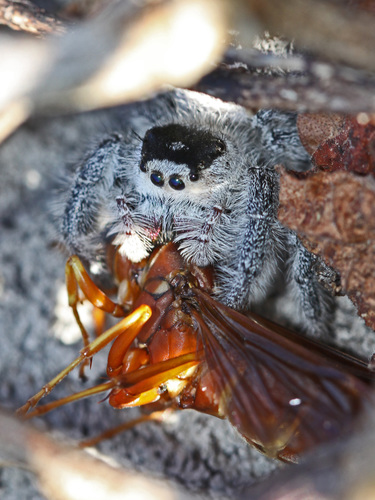Phidippus regius Everglades — 8