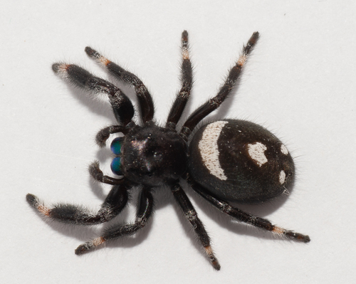 Phidippus regius Everglades — 9