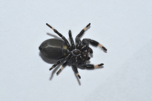 Phidippus regius Everglades — 10