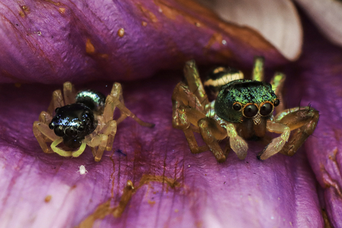 Iridescent Asian Jumping Spider — 4