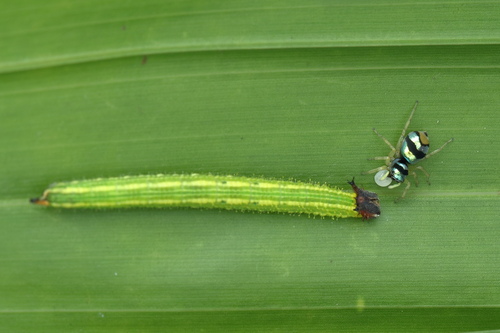 Iridescent Asian Jumping Spider — 7