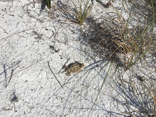 Horned Lizard — 2
