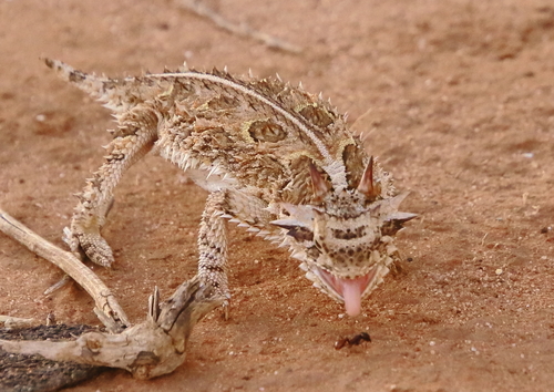 Horned Lizard — 5