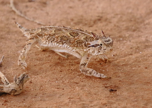 Horned Lizard — 6