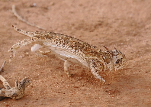 Horned Lizard — 7