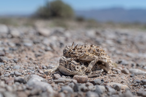 Horned Lizard — 8