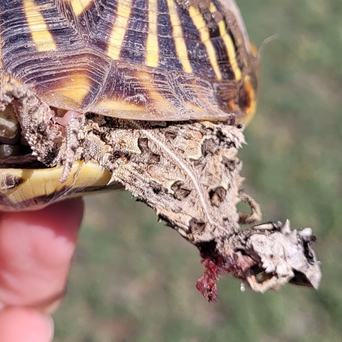 Horned Lizard — 10