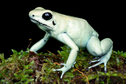 Golden Poison Frog — 2