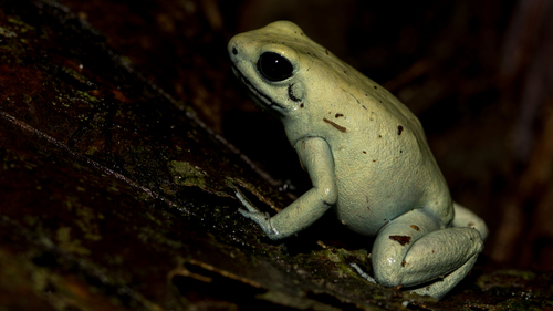 Golden Poison Frog — 4