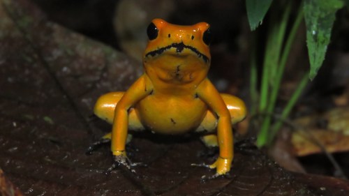 Golden Poison Frog — 5
