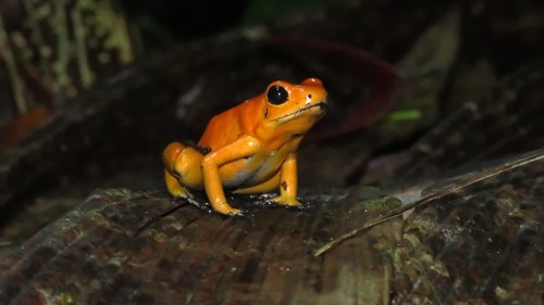 Golden Poison Frog — 6