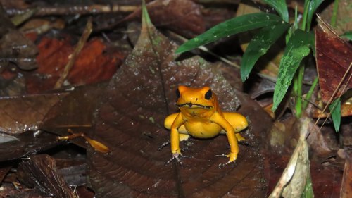 Golden Poison Frog — 7