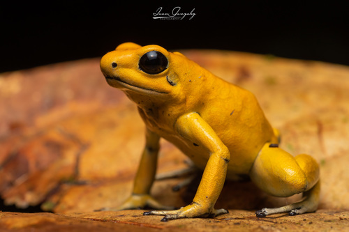 Golden Poison Frog — 8
