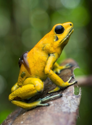 Golden Poison Frog — 9