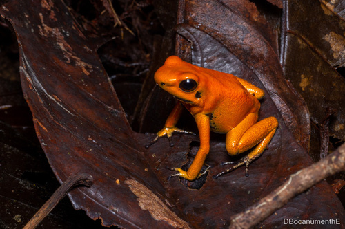 Golden Poison Frog — 10