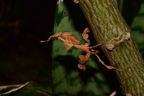 Ghost Mantis — 2