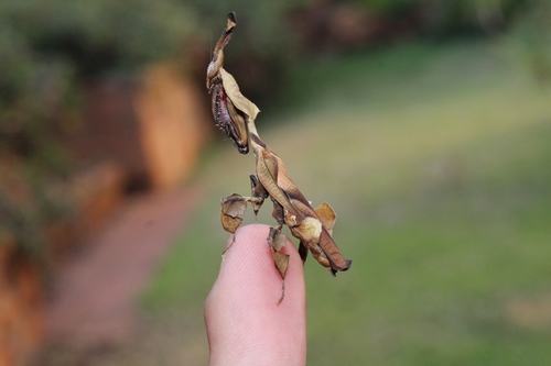 Ghost Mantis — 3